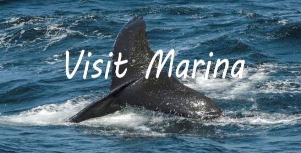 Visit Marina Whale 